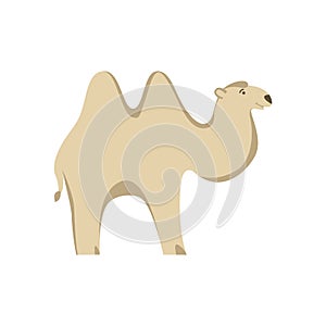 Camel cartoon , vector illustration, flat style