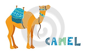 Camel cartoon vector illustration on white. Decorated camel with seat for a ride.