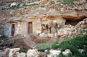 Camel, Chenini, Tunisia