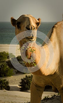Camel Chewing