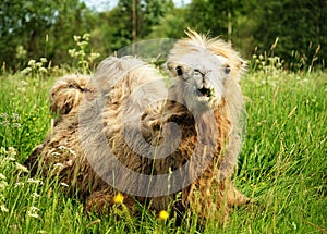 Camel chewing food with open mouth lying on green grass