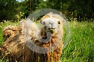 Camel chewing food with open mouth lying isolated on green grass