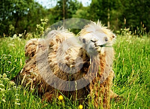 Camel chewing food with open mouth lying isolated on green grass