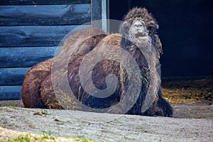 camel chewing hay