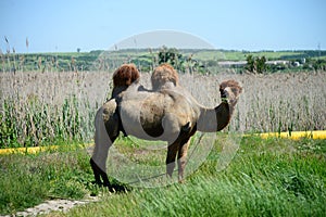 A camel chews grass in a pasture by a rive
