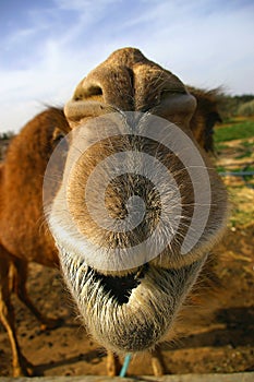 Camel close up