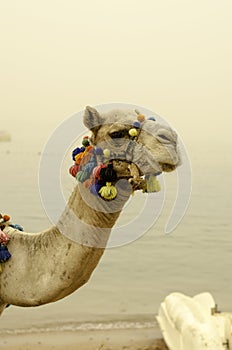 Camel close-up with colorful decorations. Close-up.