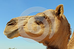 Camel Close up of face