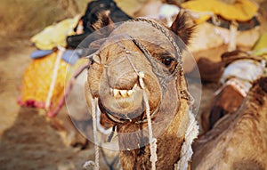 Camel close up head view in selective focus shot at the Thar desert, Jaisalmer, Rajasthan India.