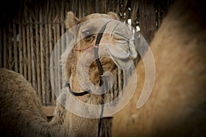Camel close up photography