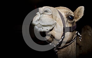 Camel close up photography photo