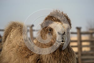 Camel close up portrait