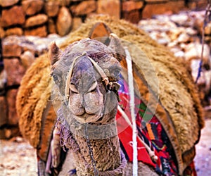Camel Close Up Treasury Siq Petra Jordan