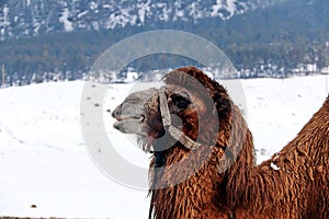 Camel close-up under snowfall and snowy landscape