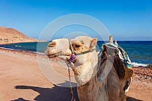 Camel at the coast of Red Sea in Dahab, Sinai, Egypt, Asia in summer hot. Famous tourist destination near of Sharm el Sheikh. photo