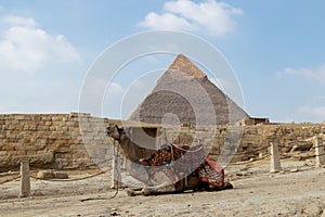 Camel with colorful apparel sitting in front of the great pyramid of Giza in Cairo, Egypt. Animal mistreatment and abuse