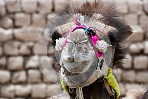 Camel in colorful bridle