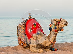 Camel in colorful decorated saddle