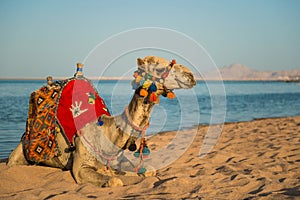 Camel in colorful decorated saddle