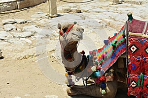 Camel with a colorful saddle.