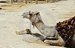 Camel with a colorful saddle.