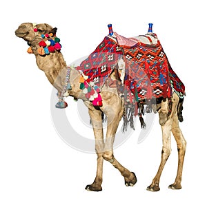Camel with colorful saddle photo