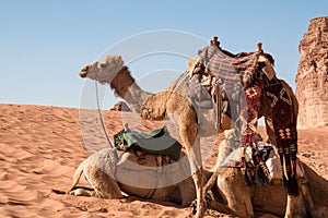 Camel with Colorful Saddle