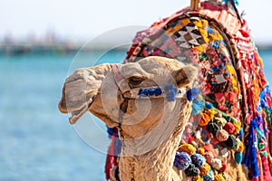 A camel with a colorful saddle on the beach in Egypt