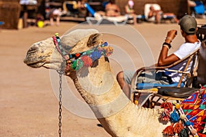 A camel with a colorful saddle on the beach in Egypt