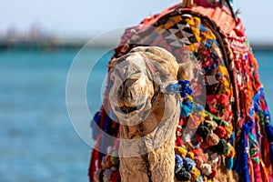 A camel with a colorful saddle on the beach in Sharm El Sheikh,  Egypt