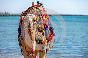 A camel with a colorful saddle on the beach in  Egypt