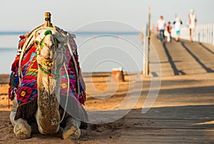 Camel in colorful saddle at bridge with tourists
