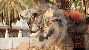 Camel with colorful saddle. Eilat , Israel