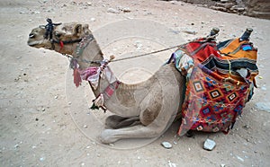 Camel for transporting tourists. Traditional Bedouin transport. Camel with colorful saddle resting