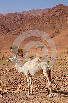 camel in countryside of Morocco