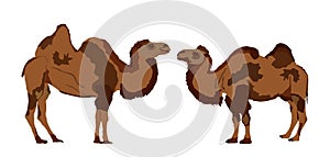 Camel couple in love vector illustration isolated on white background.