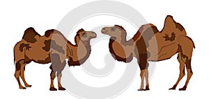 Camel couple in love vector illustration isolated on white background.