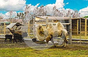 Camel in the courtyard. The camel stands in the barnyard.