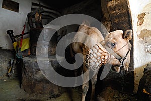 Camel at creamery, Yemen