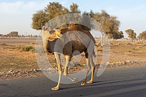 Camel Crossing: Beware of loose camels near the camel race track as they trot by near cars and down the side of the road.