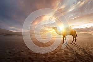 Camel crossing the desert