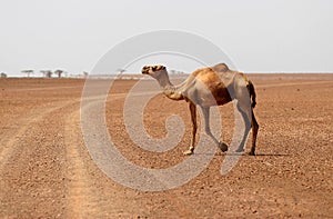 Camel crossing the desert road