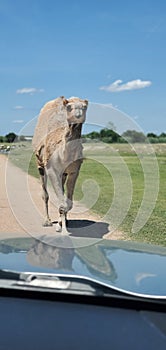 Camel crossing path