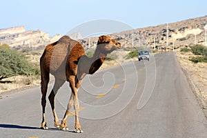 Camel crossing the road