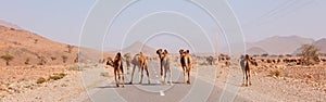camel crossing the road in desert