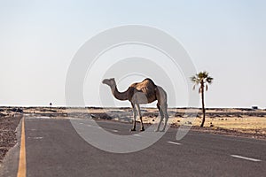 Camel crossing the road in the desert