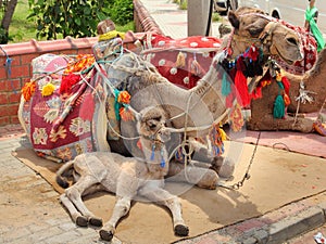 Camel cub lying with mother