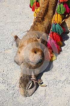 Camel decorated with colorful blankets lies on the sand near the