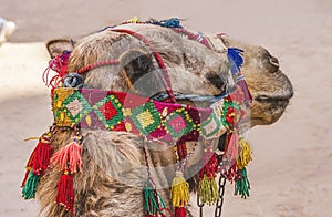 Camel Decorations Treasury Petra Jordan