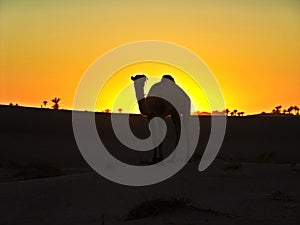 Camel in the Desert